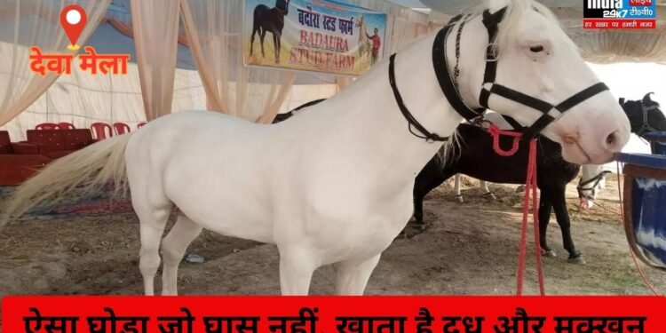 Barabanki News: बाराबंकी में मिला ऐसा घोड़ा जो घास नहीं बल्कि खाता है दूध और मक्खन