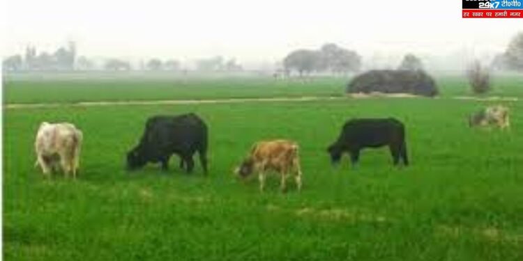 Gonda News: खेत में भैंस के घुसने को लेकर बवाल, एक बच्चे की मौत, कई घायल