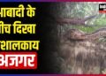Meerut News : मेरठ में आबादी के बीच विशालकाय अजगर देख लोगों में मचा हड़कंप