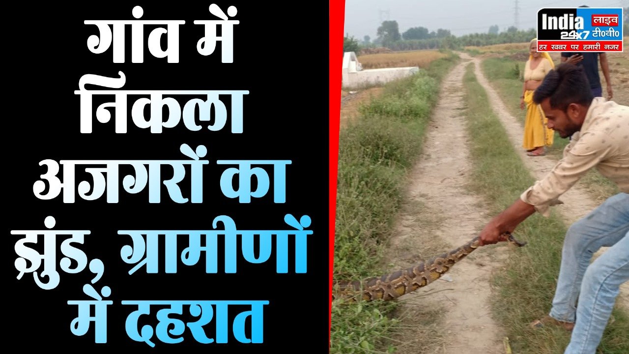 Fatehpur News : गांव में निकला अजगरों का झुंड, ग्रामीणों में दहशत का माहौल