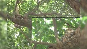 Meerut News : मेरठ में आबादी के बीच विशालकाय अजगर देख लोगों में मचा हड़कंप, वन विभाग ने किया रेस्क्यू 2 image 24