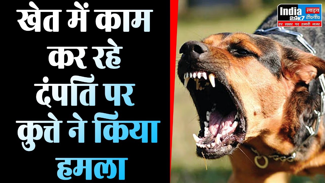 Mirzapur News : कुत्तो का आतंक ,खेत में काम कर रही महिला को कुत्ते ने नोंचकर उतारा मौत के घाट