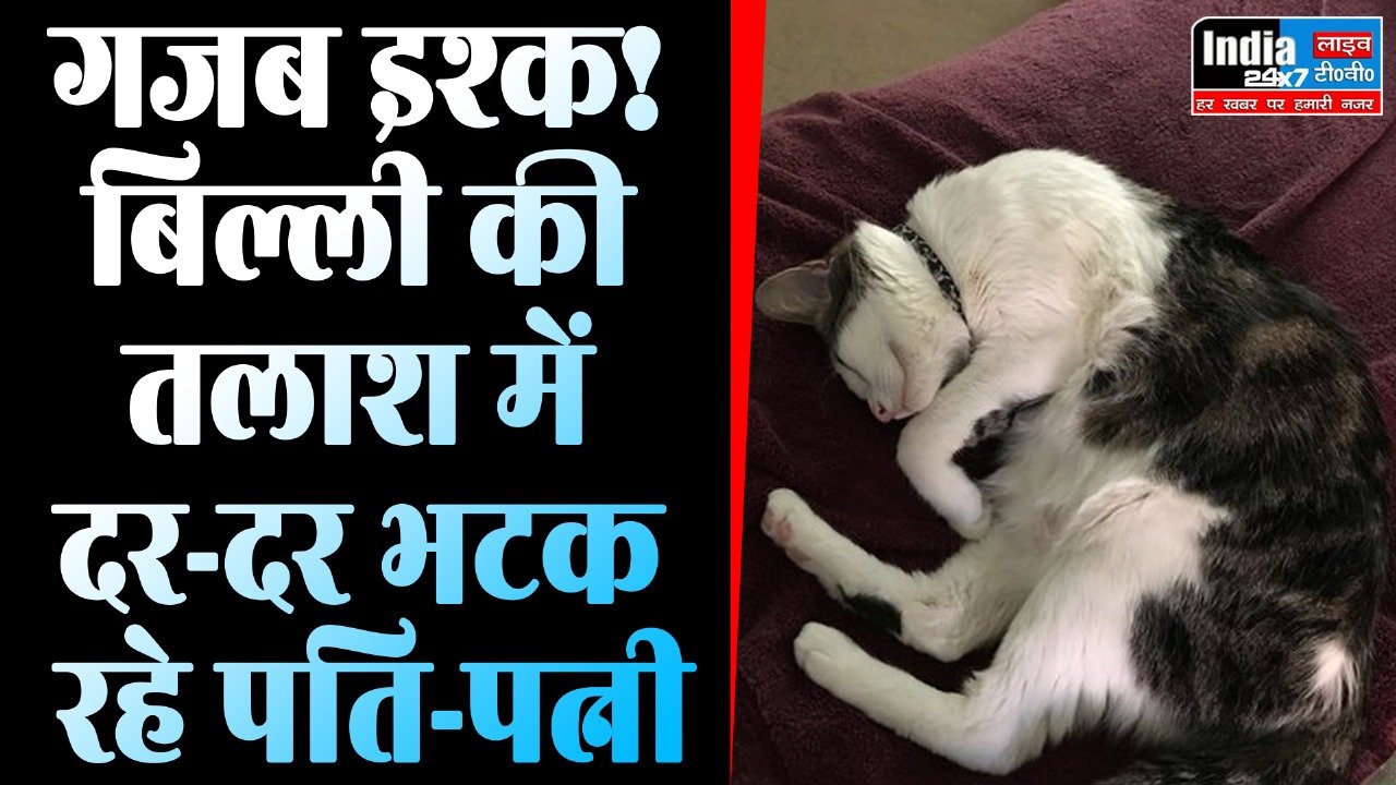Noida News : बिल्ली की तलाश में दर-दर भटक रहे पति-पत्नी, 'खोजने वाले को मिलेंगे 1 लाख रुपये