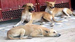 Ghaziyabad News : गाजियाबाद में कुत्तों का बढ़ा आतंक,सोसायटी में डॉग अटैक की सीसीटीवी फुटेज आई सामने