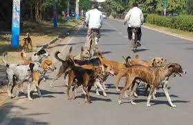 Ghaziyabad News : गाजियाबाद में कुत्तों का बढ़ा आतंक,सोसायटी में डॉग अटैक की सीसीटीवी फुटेज आई सामने 2 image 696