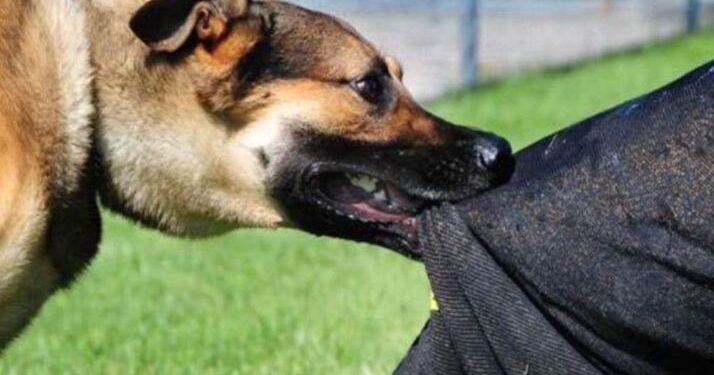 Gorakhpur Crime: अजब-गजब? प्रेम से इंकार करने पर शोहदे ने किशोरी पर छोड़ा कुत्ता