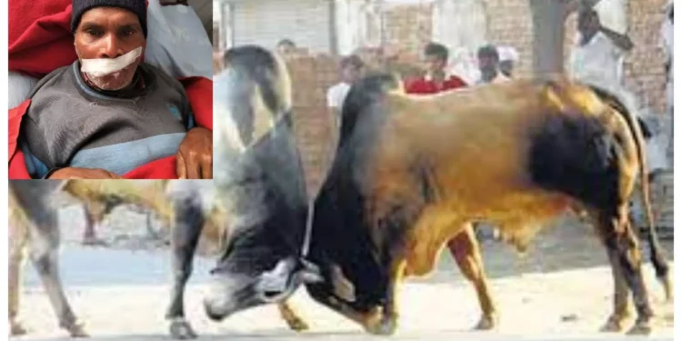 Kanpur News: आवारा जानवरों का आतंक! सांड ने वृद्ध को पटका
