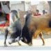 Kanpur News: आवारा जानवरों का आतंक! सांड ने वृद्ध को पटका