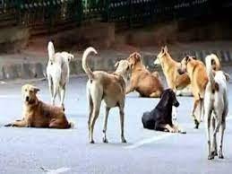 UP News: लखनऊ में आवारा कुत्तों का आतंक, मां के सामने मासूम को 20 जगह बेरहमी से नोचा, हाथ, गर्दन, सिर और पैर में काटा 3 image 305