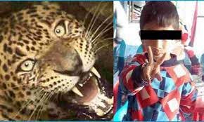 Pauri: गोशाला के समीप खेल रहे थे बच्चे, झाड़ी में घात लगाए बैठे गुलदार ने 11 साल के बच्चे को बनाया निवाला 2 image 55
