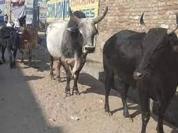 This image has an empty alt attribute; its file name is image-251.jpeg