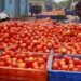Tomato Price Hike : टमाटर एक बार फिर से हुआ लाल, प्रति किलों 100 रूपए के करीब 3 Tomato Price Hike: टमाटर एक बार फिर से हुआ लाल, प्रति किलों 100 रूपए के करीब