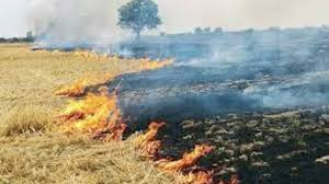 Fine on Burning Stubble : पराली जलाने पर दोगुनी हुई पेनॉल्टी, सुप्रीम कोर्ट ने राज्य सरकारों को लगाई फटकार ,अब इतना लगेगा जुर्माना 3 image 27