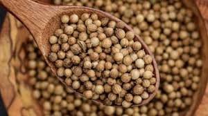 Coriander Seeds Benefits: 1 चम्मच धनिये के बीज से होगा कई बीमारियों का  इलाज, पेट की चर्बी से भी मिलेगा छुटकारा | Jansatta