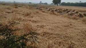 UP News: मुख्यमंत्री योगी आदित्यनाथ का बड़ा ऐलान, खराब मौसम से तबाह फसलों का 24 घंटे में मिलेगा मुआ 3 image 117