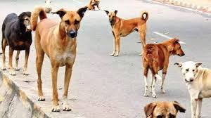 Lucknow News: लखनऊ में आवारा कुत्तों का आतंक! मल्लाही टोला में 2 बच्चों को काटकर किया घायल, परिजन बोले- 'नगर निगम नहीं करता है सुनवाई' 3 image 152