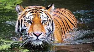 International Tiger Day 2025: अंतर्राष्ट्रीय बाघ दिवस: बाघों का महत्व और संरक्षण की जरूरत 1 image 288