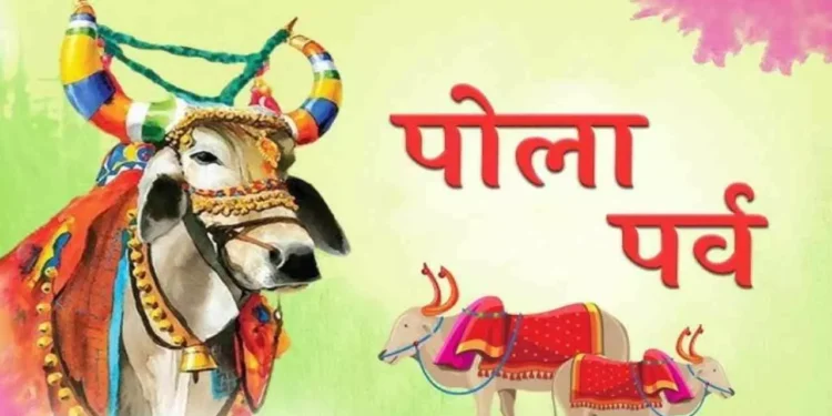 Bail Pola Festival History: बैलों के सम्मान में ऐतिहासिक पर्व, जानिए बैल पोला का इतिहास और महत्त्व 1 1909556 1