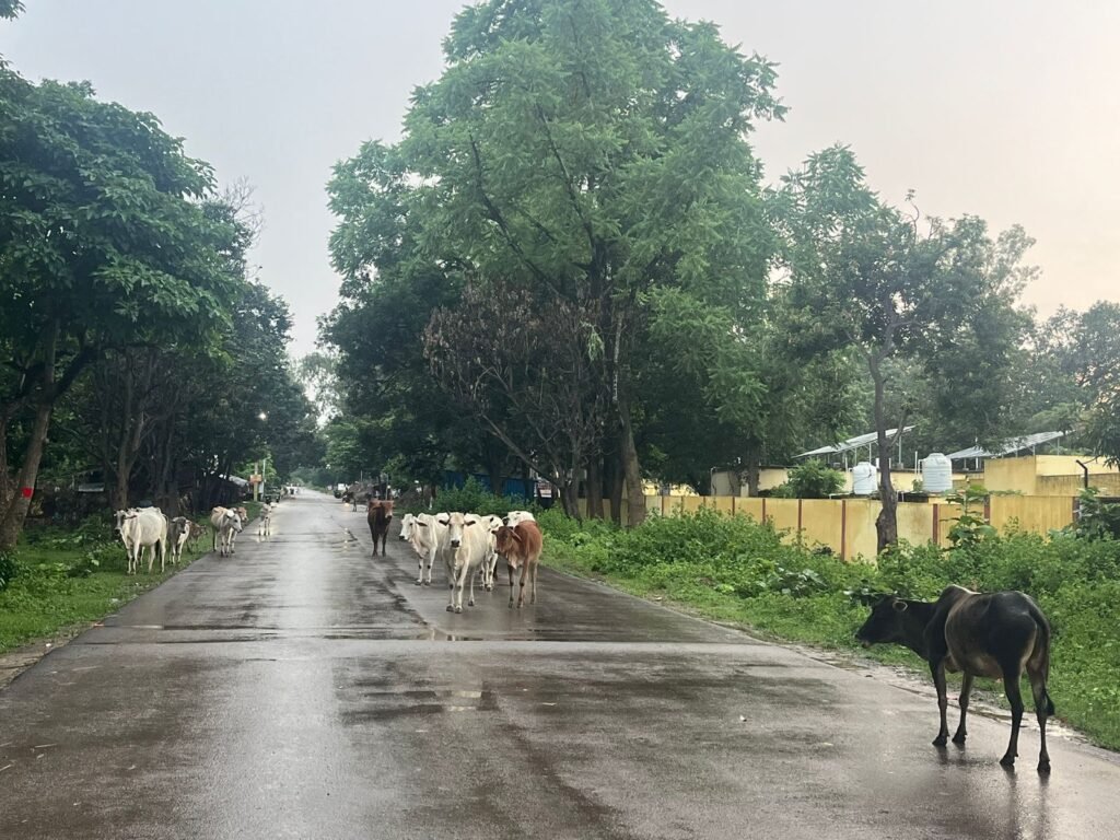 Chandauli: चंदौली चकिया-मधुपुर मार्ग पर आवारा पशुओं का आतंक, शैलानियों को हो रही भारी परेशानी 1 WhatsApp Image 2025 08 06 at 11.33.49 AM 2