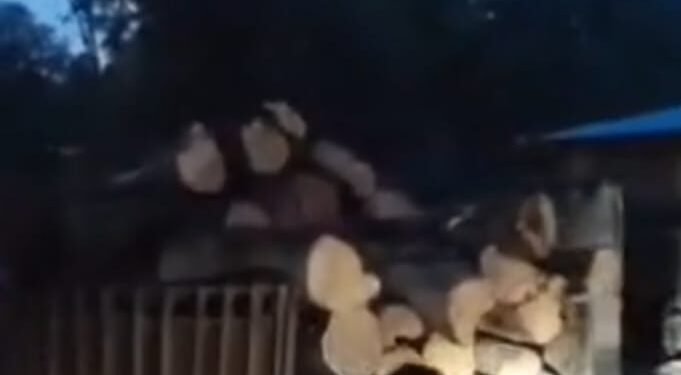 Barabanki: बाराबंकी देवा रेंज में अवैध पेड़ कटानः अकबरपुर में सूखे पेड़ों के परमिट पर हरे पेड़ काटे, वन विभाग मौन 1 WhatsApp Image 2025 09 12 at 3.59.33 PM 1