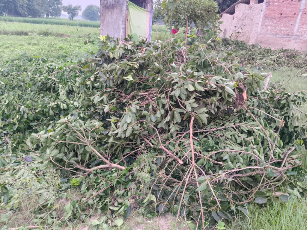 Barabanki: ठेकेदारों की मनमानी: रातों-रात काटी जा रही लकड़ी, पुलिस और वन विभाग बेख़बर 1 WhatsApp Image 2025 09 12 at 7.24.52 PM