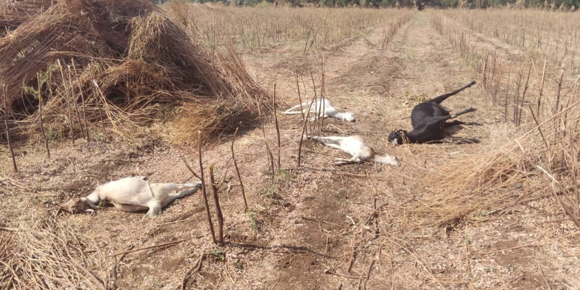 WhatsApp Image 2026 03 07 at 10.25.10 AM