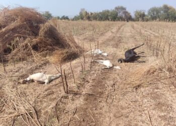 WhatsApp Image 2026 03 07 at 10.25.10 AM