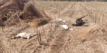 WhatsApp Image 2026 03 07 at 10.25.10 AM