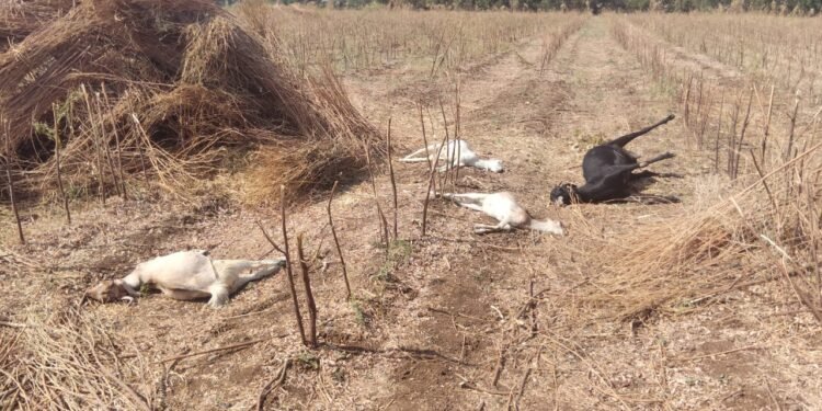 WhatsApp Image 2026 03 07 at 10.25.10 AM