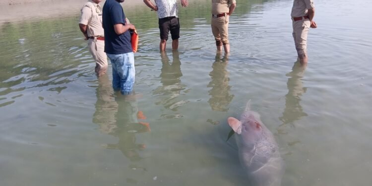 UP News: शारदा नहर में मिली मादा और बच्चे डॉल्फिन की मौत, हीट स्ट्रोक की आशंका 1 WhatsApp Image 2026 05 22 at 00.21.05